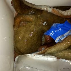 漁業権の設定されていないエリアでのタコ釣り